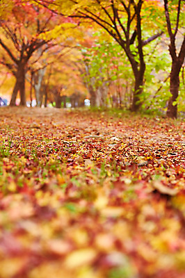 포토 JPG 주간 나무 식물 계절 길 컬러 백그라운드 단풍 낙엽 잎 자연 단풍나무 나뭇잎 풍경 사람없음 야외 아웃포커스 빨간색 가을풍경 가을 전라북도 전라도 내장산 국내포토 자연요소 산 한국 촬영기법 생태계 파일형식 가을_계절