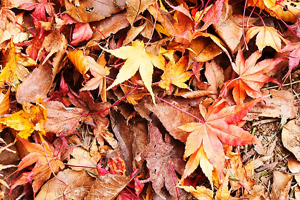 포토 JPG 주간 나무 식물 계절 컬러 백그라운드 단풍 낙엽 잎 자연 단풍나무 나뭇잎 풍경 근접촬영 사람없음 야외 빨간색 가을풍경 가을 전라북도 전라도 내장산 국내포토 자연요소 뷰포인트 산 한국 생태계 파일형식 가을_계절