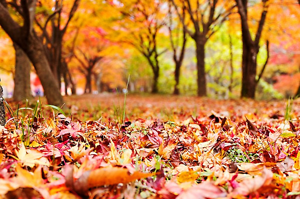 포토 JPG 주간 나무 식물 계절 컬러 백그라운드 단풍 낙엽 잎 자연 단풍나무 나뭇잎 풍경 근접촬영 사람없음 야외 아웃포커스 빨간색 가을풍경 가을 전라북도 전라도 내장산 국내포토 자연요소 뷰포인트 산 한국 촬영기법 생태계 파일형식 가을_계절