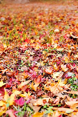 포토 JPG 주간 나무 식물 계절 컬러 백그라운드 단풍 낙엽 잎 자연 나뭇잎 풍경 근접촬영 사람없음 야외 아웃포커스 빨간색 가을풍경 가을 전라북도 전라도 내장산 국내포토 자연요소 뷰포인트 산 한국 촬영기법 생태계 파일형식 가을_계절