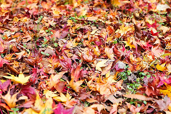 포토 JPG 주간 나무 식물 계절 컬러 백그라운드 단풍 낙엽 잎 자연 나뭇잎 풍경 사람없음 야외 아웃포커스 빨간색 가을풍경 가을 전라북도 전라도 내장산 국내포토 자연요소 산 한국 촬영기법 생태계 파일형식 가을_계절