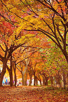 포토 JPG 주간 나무 식물 계절 컬러 백그라운드 단풍 잎 자연 단풍나무 나뭇잎 풍경 사람없음 야외 아웃포커스 빨간색 가을풍경 가을 숲 전라북도 전라도 내장산 국내포토 자연요소 산 한국 촬영기법 생태계 파일형식 가을_계절