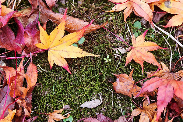 포토 JPG 주간 나무 식물 계절 컬러 백그라운드 단풍 낙엽 잎 자연 나뭇잎 풍경 근접촬영 사람없음 야외 아웃포커스 가을풍경 가을 풀 전라북도 전라도 내장산 국내포토 자연요소 뷰포인트 산 한국 촬영기법 생태계 파일형식 가을_계절