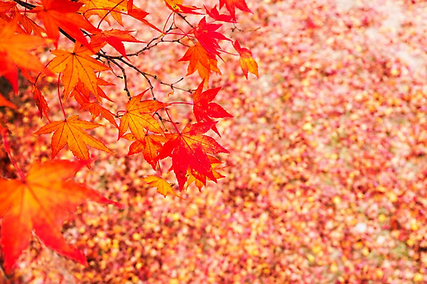 포토 JPG 주간 나무 식물 계절 컬러 백그라운드 단풍 잎 자연 단풍나무 나뭇잎 풍경 사람없음 야외 아웃포커스 빨간색 가을풍경 가을 나뭇가지 전라북도 전라도 내장산 국내포토 자연요소 산 한국 촬영기법 생태계 파일형식 가을_계절