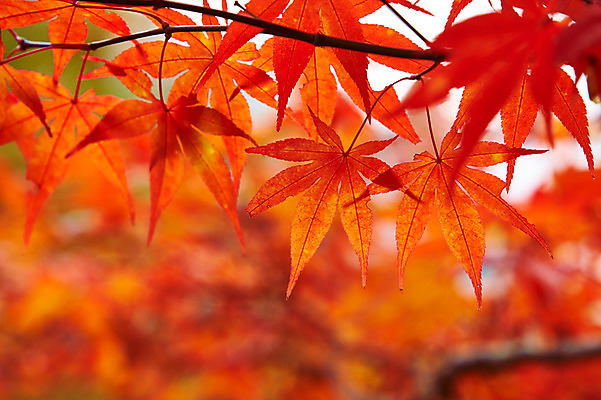 포토 JPG 주간 나무 식물 계절 컬러 백그라운드 단풍 잎 자연 단풍나무 나뭇잎 풍경 근접촬영 사람없음 야외 아웃포커스 빨간색 가을풍경 가을 나뭇가지 전라북도 전라도 내장산 국내포토 자연요소 뷰포인트 산 한국 촬영기법 생태계 파일형식 가을_계절