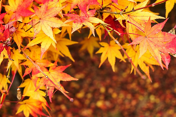 포토 JPG 주간 나무 식물 계절 컬러 백그라운드 단풍 잎 자연 단풍나무 나뭇잎 풍경 사람없음 야외 아웃포커스 빨간색 가을풍경 가을 나뭇가지 전라북도 전라도 내장산 국내포토 자연요소 산 한국 촬영기법 생태계 파일형식 가을_계절
