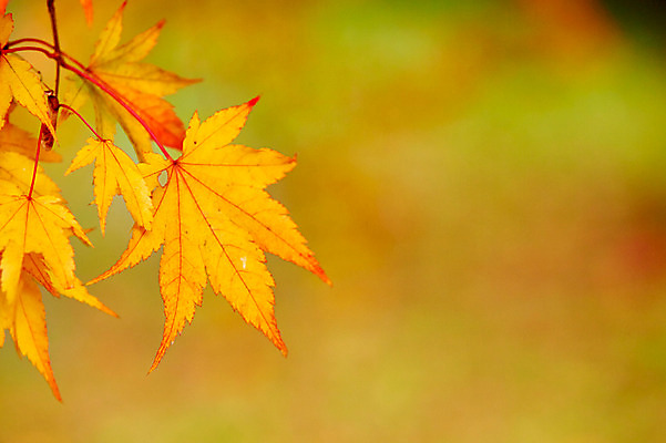 포토 JPG 주간 나무 식물 계절 컬러 백그라운드 단풍 잎 자연 단풍나무 나뭇잎 풍경 근접촬영 사람없음 야외 아웃포커스 가을풍경 주황색 가을 나뭇가지 전라북도 전라도 내장산 국내포토 자연요소 뷰포인트 산 한국 촬영기법 생태계 파일형식 가을_계절