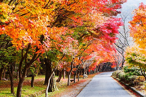 포토 JPG 주간 나무 식물 계절 도로 길 컬러 백그라운드 단풍 잎 자연 단풍나무 나뭇잎 풍경 사람없음 야외 빨간색 가을풍경 가을 전라북도 전라도 내장산 국내포토 자연요소 교통시설 산 한국 생태계 파일형식 가을_계절