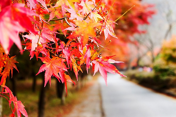 포토 JPG 주간 나무 식물 계절 도로 길 컬러 백그라운드 단풍 잎 자연 단풍나무 나뭇잎 풍경 근접촬영 사람없음 야외 아웃포커스 빨간색 가을풍경 가을 전라북도 전라도 내장산 국내포토 자연요소 뷰포인트 교통시설 산 한국 촬영기법 생태계 파일형식 가을_계절
