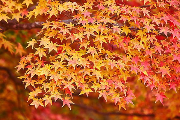 포토 JPG 주간 나무 식물 계절 컬러 백그라운드 단풍 잎 자연 단풍나무 나뭇잎 풍경 사람없음 야외 아웃포커스 빨간색 가을풍경 가을 나뭇가지 전라북도 전라도 내장산 국내포토 자연요소 산 한국 촬영기법 생태계 파일형식 가을_계절