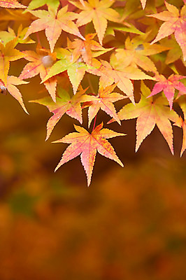 포토 JPG 주간 나무 식물 계절 컬러 백그라운드 단풍 잎 자연 단풍나무 나뭇잎 풍경 근접촬영 사람없음 야외 아웃포커스 가을풍경 주황색 가을 나뭇가지 전라북도 전라도 내장산 국내포토 자연요소 뷰포인트 산 한국 촬영기법 생태계 파일형식 가을_계절