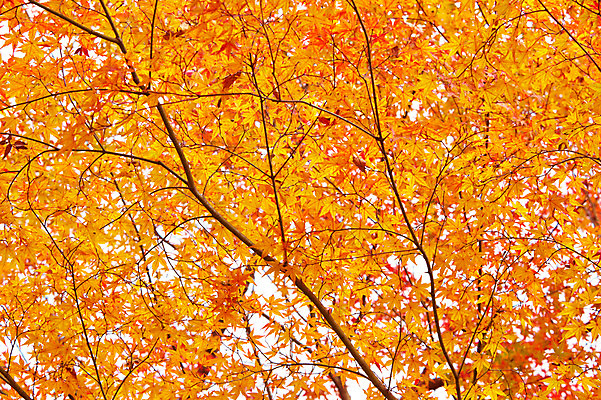 포토 JPG 주간 나무 식물 계절 컬러 백그라운드 단풍 잎 자연 단풍나무 나뭇잎 풍경 사람없음 야외 가을풍경 주황색 가을 나뭇가지 전라북도 전라도 내장산 국내포토 자연요소 산 한국 생태계 파일형식 가을_계절