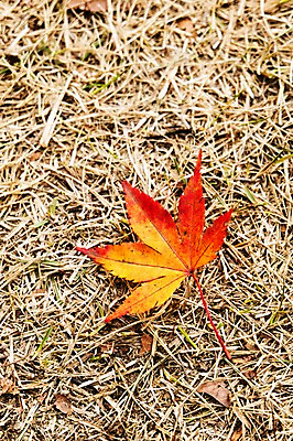 포토 JPG 주간 나무 식물 계절 컬러 백그라운드 단풍 낙엽 잎 자연 나뭇잎 풍경 근접촬영 사람없음 야외 아웃포커스 빨간색 가을풍경 가을 풀 전라북도 전라도 내장산 국내포토 자연요소 뷰포인트 산 한국 촬영기법 생태계 파일형식 가을_계절