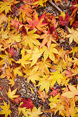 포토 JPG 주간 나무 식물 계절 컬러 백그라운드 단풍 낙엽 잎 자연 나뭇잎 풍경 사람없음 야외 가을풍경 주황색 가을 전라북도 전라도 내장산 국내포토 자연요소 산 한국 생태계 파일형식 가을_계절