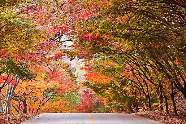 포토 JPG 주간 나무 식물 계절 도로 길 컬러 백그라운드 단풍 잎 자연 단풍나무 나뭇잎 풍경 사람없음 야외 아웃포커스 빨간색 가을풍경 가을 전라북도 전라도 내장산 차선_도로 국내포토 자연요소 교통시설 산 한국 촬영기법 생태계 파일형식 가을_계절