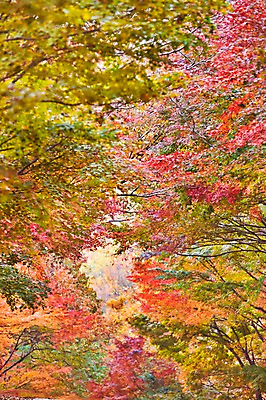 포토 JPG 주간 나무 식물 계절 컬러 백그라운드 단풍 잎 자연 단풍나무 나뭇잎 풍경 사람없음 야외 아웃포커스 빨간색 가을풍경 가을 전라북도 전라도 내장산 국내포토 자연요소 산 한국 촬영기법 생태계 파일형식 가을_계절