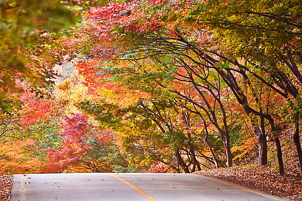 포토 JPG 주간 나무 식물 계절 도로 길 컬러 백그라운드 단풍 잎 자연 단풍나무 나뭇잎 풍경 사람없음 야외 아웃포커스 빨간색 가을풍경 가을 전라북도 전라도 내장산 차선_도로 국내포토 자연요소 교통시설 산 한국 촬영기법 생태계 파일형식 가을_계절