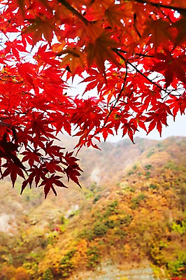 포토 JPG 주간 나무 식물 계절 컬러 백그라운드 단풍 잎 자연 단풍나무 나뭇잎 풍경 사람없음 야외 아웃포커스 빨간색 가을풍경 가을 나뭇가지 전라북도 전라도 내장산 국내포토 자연요소 산 한국 촬영기법 생태계 파일형식 가을_계절