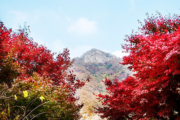 포토 JPG 주간 나무 식물 계절 컬러 백그라운드 단풍 잎 자연 단풍나무 나뭇잎 산 풍경 사람없음 야외 빨간색 가을풍경 가을 전라북도 전라도 내장산 국내포토 자연요소 한국 생태계 파일형식 가을_계절