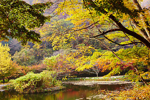 포토 JPG 주간 나무 식물 계절 백그라운드 단풍 잎 자연 단풍나무 나뭇잎 풍경 사람없음 야외 가을풍경 가을 연못 전라북도 전라도 내장산 국내포토 자연요소 산 한국 생태계 파일형식 가을_계절