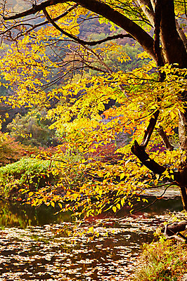 포토 JPG 주간 나무 식물 계절 백그라운드 단풍 잎 자연 단풍나무 나뭇잎 풍경 사람없음 야외 가을풍경 가을 연못 전라북도 전라도 내장산 국내포토 자연요소 산 한국 생태계 파일형식 가을_계절