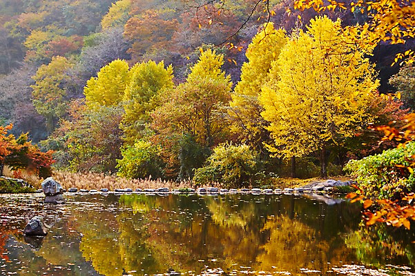 포토 JPG 주간 나무 식물 계절 백그라운드 단풍 잎 자연 단풍나무 나뭇잎 풍경 사람없음 야외 가을풍경 가을 연못 전라북도 전라도 내장산 국내포토 자연요소 산 한국 생태계 파일형식 가을_계절