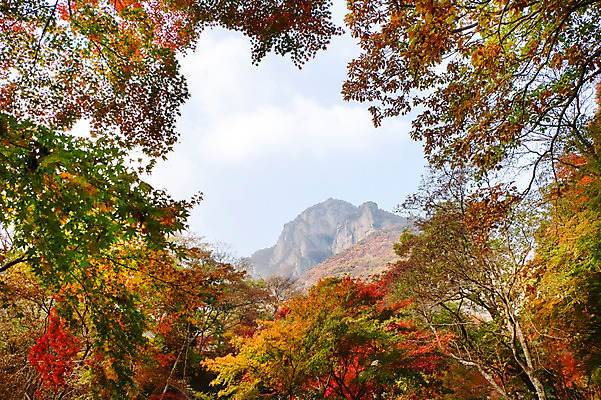 포토 JPG 주간 나무 식물 계절 로우앵글 백그라운드 단풍 잎 자연 단풍나무 나뭇잎 산 풍경 사람없음 야외 가을풍경 가을 숲 전라북도 전라도 내장산 국내포토 자연요소 뷰포인트 한국 생태계 파일형식 가을_계절