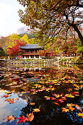 포토 JPG 주간 나무 식물 건축물 계절 컬러 백그라운드 단풍 잎 자연 단풍나무 나뭇잎 풍경 여러명 야외 빨간색 가을풍경 가을 연못 사찰 전라북도 전라도 내장산 국내포토 자연요소 건축 다수 종교건축 산 한국 사람 생태계 파일형식 가을_계절