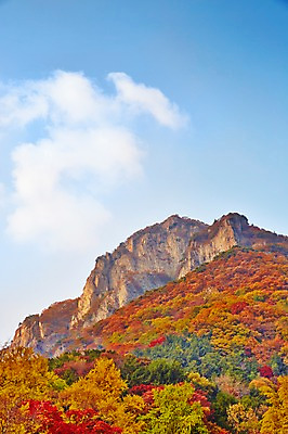 포토 JPG 주간 나무 식물 구름 계절 로우앵글 컬러 백그라운드 단풍 잎 자연 하늘 단풍나무 나뭇잎 산 풍경 사람없음 야외 빨간색 가을풍경 가을 숲 전라북도 전라도 내장산 국내포토 자연요소 뷰포인트 한국 생태계 파일형식 가을_계절