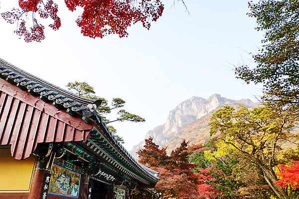 포토 JPG 주간 나무 식물 건축물 계절 컬러 백그라운드 단풍 잎 자연 단풍나무 나뭇잎 산 풍경 사람없음 야외 아웃포커스 빨간색 가을풍경 가을 사찰 전라북도 전라도 내장산 국내포토 자연요소 건축 종교건축 한국 촬영기법 생태계 파일형식 가을_계절