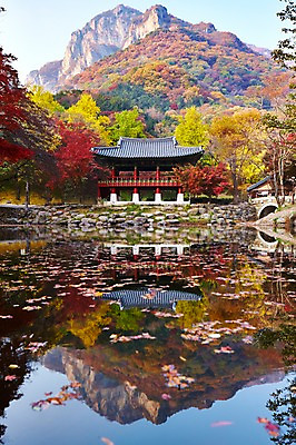포토 JPG 주간 나무 식물 건축물 계절 컬러 백그라운드 단풍 잎 자연 단풍나무 나뭇잎 산 풍경 사람없음 야외 빨간색 반사 가을풍경 가을 연못 사찰 전라북도 전라도 내장산 국내포토 자연요소 건축 종교건축 한국 생태계 파일형식 가을_계절