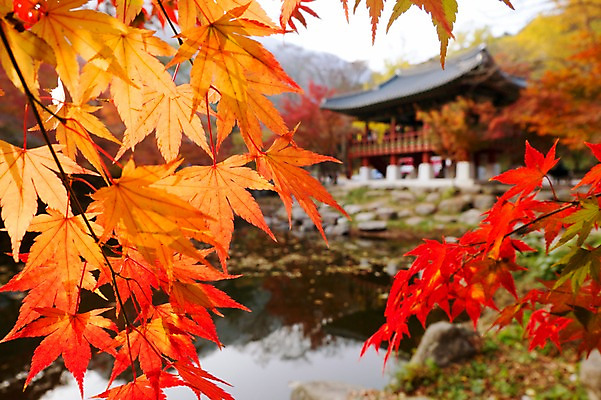 포토 JPG 주간 나무 식물 건축물 계절 컬러 백그라운드 단풍 잎 자연 단풍나무 나뭇잎 풍경 근접촬영 사람없음 야외 아웃포커스 빨간색 가을풍경 가을 연못 사찰 전라북도 전라도 내장산 국내포토 자연요소 건축 뷰포인트 종교건축 산 한국 촬영기법 생태계 파일형식 가을_계절