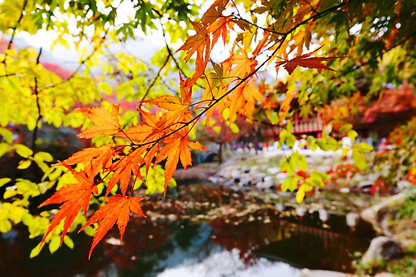 포토 JPG 주간 나무 식물 건축물 계절 컬러 백그라운드 단풍 잎 자연 단풍나무 나뭇잎 풍경 근접촬영 사람없음 야외 아웃포커스 빨간색 가을풍경 가을 연못 사찰 전라북도 전라도 내장산 국내포토 자연요소 건축 뷰포인트 종교건축 산 한국 촬영기법 생태계 파일형식 가을_계절