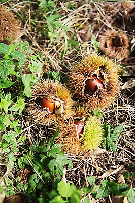 포토 JPG 주간 식물 계절 백그라운드 자연 풍경 근접촬영 사람없음 야외 아웃포커스 가을풍경 견과류 가을 풀 밤 밤송이 충청남도 충청도 국내포토 자연요소 뷰포인트 한국 촬영기법 밤_견과류 생태계 파일형식 가을_계절