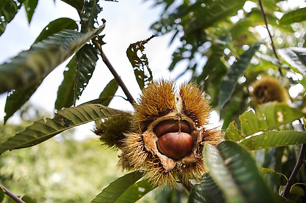 포토 JPG 주간 나무 식물 계절 열매 백그라운드 잎 자연 나뭇잎 풍경 사람없음 야외 아웃포커스 가을풍경 견과류 가을 나뭇가지 밤 밤송이 충청남도 충청도 밤나무 국내포토 자연요소 한국 촬영기법 밤_견과류 생태계 파일형식 가을_계절