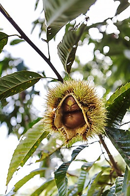 포토 JPG 주간 계절 열매 백그라운드 잎 자연 나뭇잎 풍경 사람없음 야외 아웃포커스 가을풍경 견과류 가을 나뭇가지 밤 밤송이 충청남도 충청도 밤나무 국내포토 자연요소 나무 식물 한국 촬영기법 밤_견과류 생태계 파일형식 가을_계절