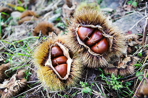 포토 JPG 주간 식물 계절 백그라운드 자연 풍경 근접촬영 사람없음 야외 아웃포커스 가을풍경 견과류 가을 풀 밤 밤송이 충청남도 충청도 국내포토 자연요소 뷰포인트 한국 촬영기법 밤_견과류 생태계 파일형식 가을_계절