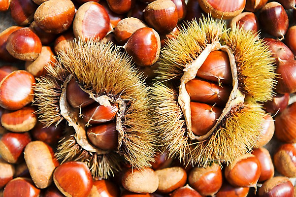 포토 JPG 주간 계절 백그라운드 자연 풍경 사람없음 야외 아웃포커스 가을풍경 견과류 가을 밤 밤송이 충청남도 충청도 국내포토 자연요소 한국 촬영기법 밤_견과류 생태계 파일형식 가을_계절