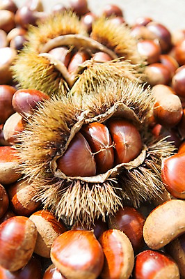 포토 JPG 주간 계절 백그라운드 자연 풍경 근접촬영 사람없음 야외 아웃포커스 가을풍경 견과류 가을 밤 밤송이 충청남도 충청도 국내포토 자연요소 뷰포인트 한국 촬영기법 밤_견과류 생태계 파일형식 가을_계절