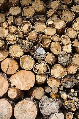 포토 JPG 주간 나무 계절 백그라운드 자연 풍경 사람없음 야외 가을풍경 가을 나뭇가지 충청남도 장작 나무토막 충청도 토막 국내포토 자연요소 식물 한국 생태계 파일형식 가을_계절