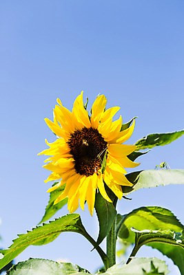 포토 JPG 주간 식물 동물 계절 꽃 컬러 곤충 백그라운드 자연 하늘 해바라기 풍경 사람없음 야외 노란색 가을풍경 가을 벌레 충청남도 벌 충청도 메뚜기 국내포토 자연요소 한국 생태계 파일형식 가을_계절