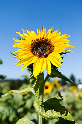 포토 JPG 주간 식물 계절 꽃 컬러 배경화면 곤충 백그라운드 자연 해바라기 풍경 사람없음 야외 아웃포커스 노란색 가을풍경 가을 벌레 충청남도 벌 충청도 국내포토 자연요소 동물 한국 촬영기법 생태계 파일형식 가을_계절