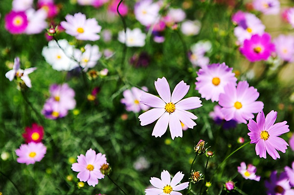 포토 JPG 주간 식물 계절 꽃 분홍색 컬러 백그라운드 꽃밭 자연 풍경 사람없음 야외 아웃포커스 가을풍경 보라색 가을 충청남도 코스모스 충청도 국내포토 자연요소 한국 촬영기법 생태계 파일형식 가을_계절