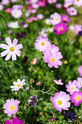 포토 JPG 주간 식물 계절 꽃 분홍색 컬러 백그라운드 꽃밭 자연 풍경 사람없음 야외 아웃포커스 가을풍경 보라색 가을 충청남도 코스모스 충청도 국내포토 자연요소 한국 촬영기법 생태계 파일형식 가을_계절