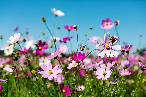 포토 JPG 주간 식물 계절 꽃 분홍색 컬러 백그라운드 자연 풍경 초원 사람없음 야외 아웃포커스 가을풍경 보라색 가을 충청남도 코스모스 충청도 국내포토 자연요소 한국 촬영기법 생태계 파일형식 가을_계절