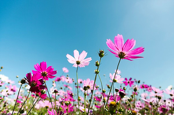 포토 JPG 주간 식물 계절 꽃 컬러 백그라운드 자연 하늘 풍경 사람없음 야외 아웃포커스 가을풍경 보라색 가을 충청남도 코스모스 충청도 국내포토 자연요소 한국 촬영기법 생태계 파일형식 가을_계절