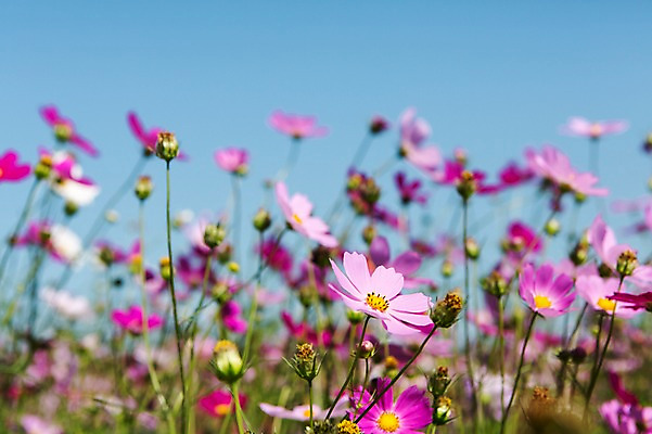 포토 JPG 주간 식물 계절 꽃 분홍색 컬러 백그라운드 자연 풍경 사람없음 야외 아웃포커스 가을풍경 보라색 가을 충청남도 코스모스 충청도 국내포토 자연요소 한국 촬영기법 생태계 파일형식 가을_계절