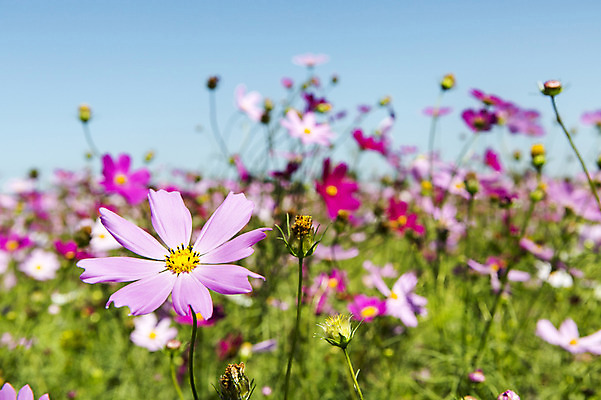 포토 JPG 주간 식물 계절 꽃 분홍색 컬러 백그라운드 꽃밭 자연 풍경 근접촬영 초원 사람없음 야외 아웃포커스 가을풍경 보라색 가을 충청남도 코스모스 충청도 국내포토 자연요소 뷰포인트 한국 촬영기법 생태계 파일형식 가을_계절
