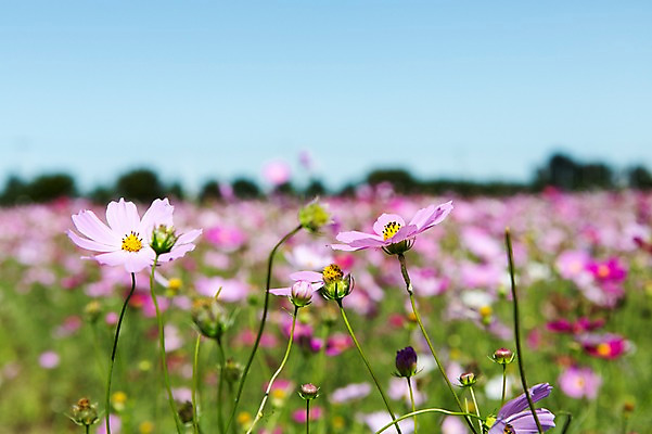 포토 JPG 주간 식물 계절 꽃 분홍색 컬러 백그라운드 꽃밭 자연 풍경 초원 사람없음 야외 아웃포커스 가을풍경 가을 충청남도 코스모스 충청도 국내포토 자연요소 한국 촬영기법 생태계 파일형식 가을_계절