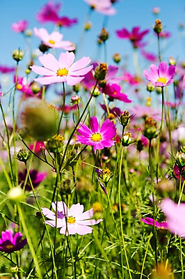 포토 JPG 주간 식물 계절 꽃 분홍색 컬러 백그라운드 꽃밭 자연 풍경 초원 사람없음 야외 아웃포커스 가을풍경 보라색 가을 충청남도 코스모스 충청도 국내포토 자연요소 한국 촬영기법 생태계 파일형식 가을_계절